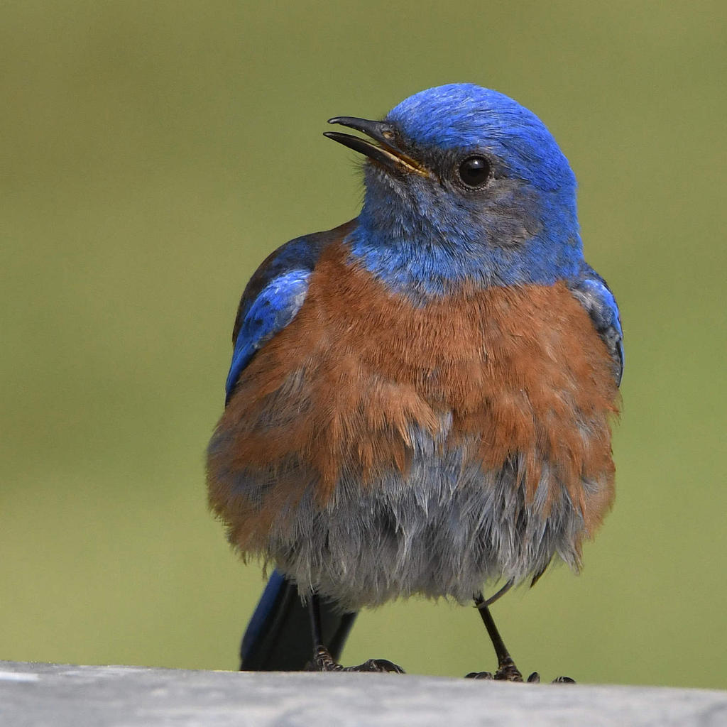 Bluebird22.jpg