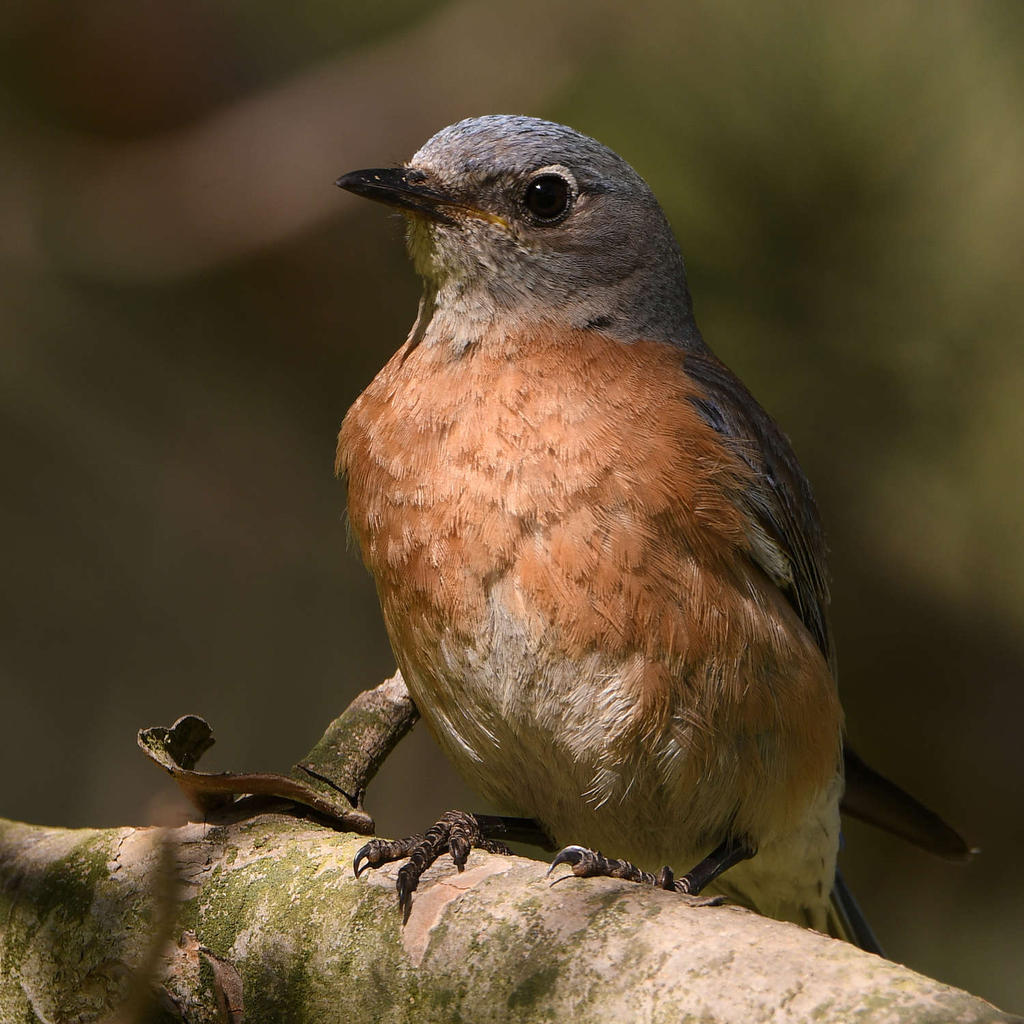 Bluebird22.jpg