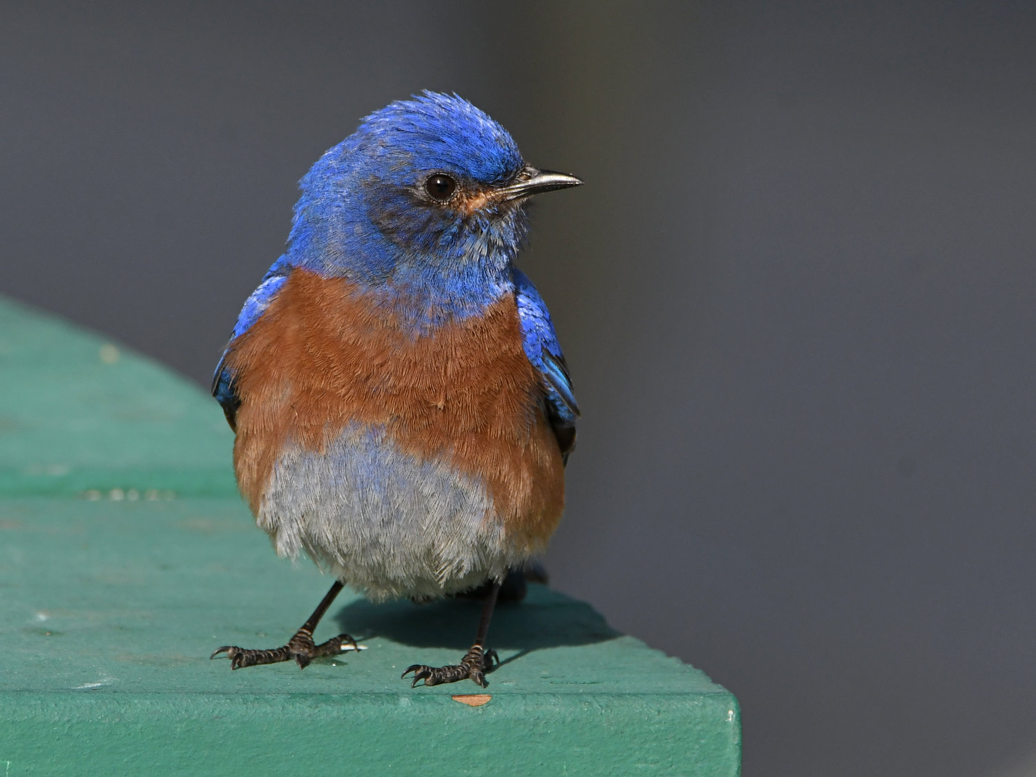 Bluebird22.jpg