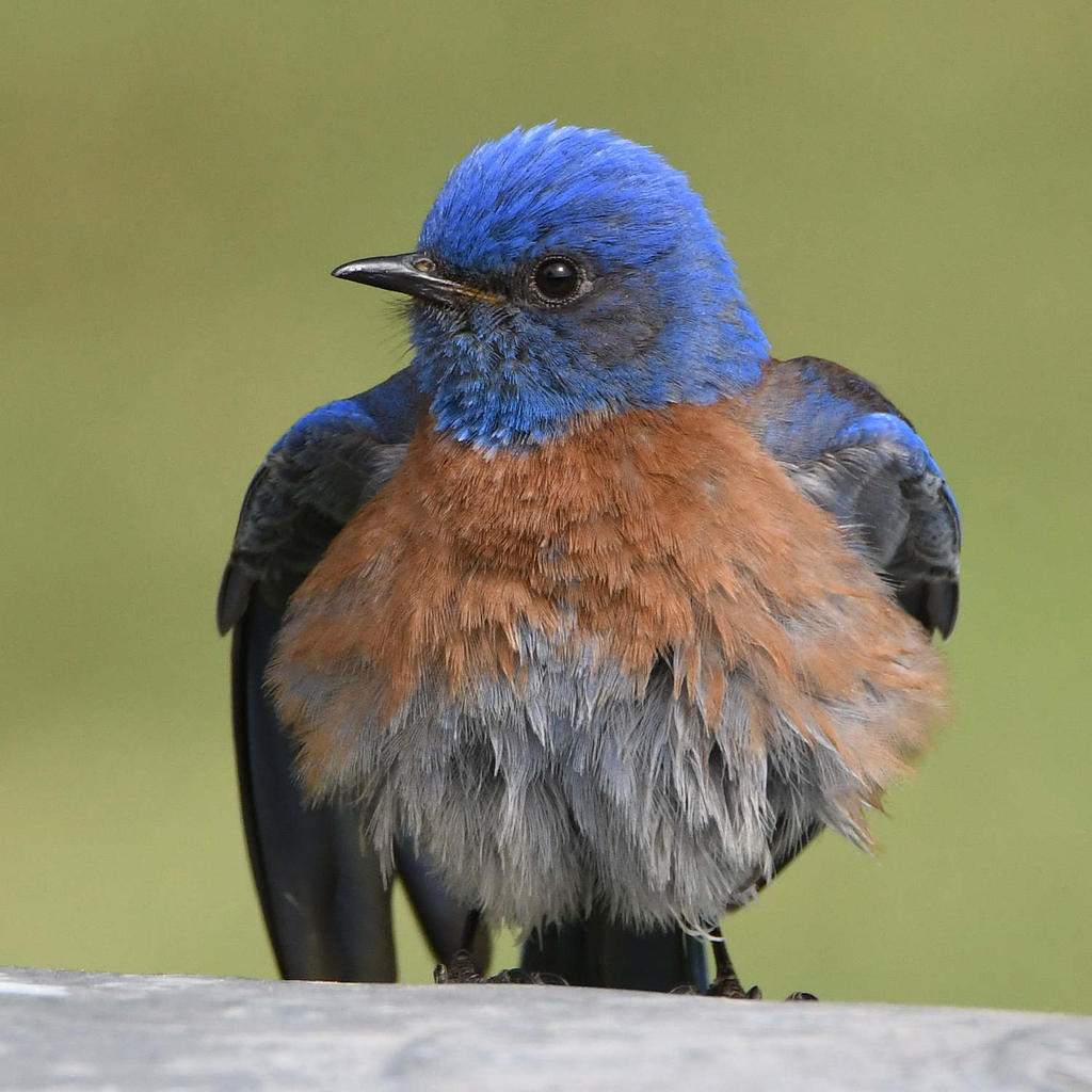 Bluebird23.jpg