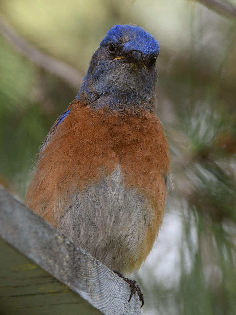 Bluebird23.jpg