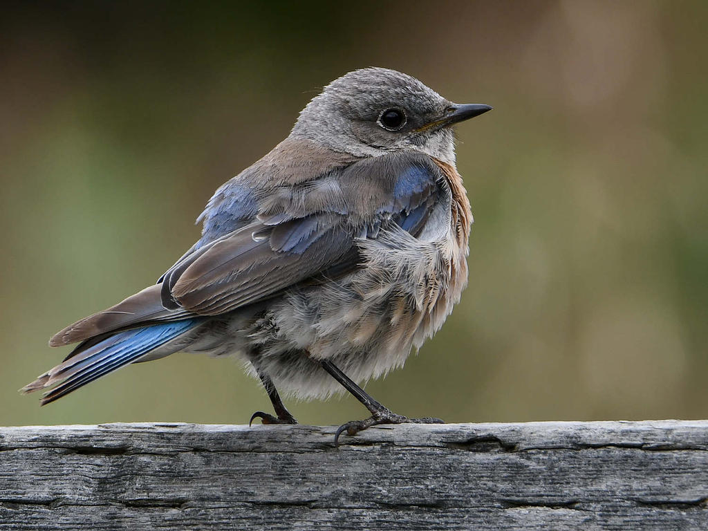 Bluebird23.jpg