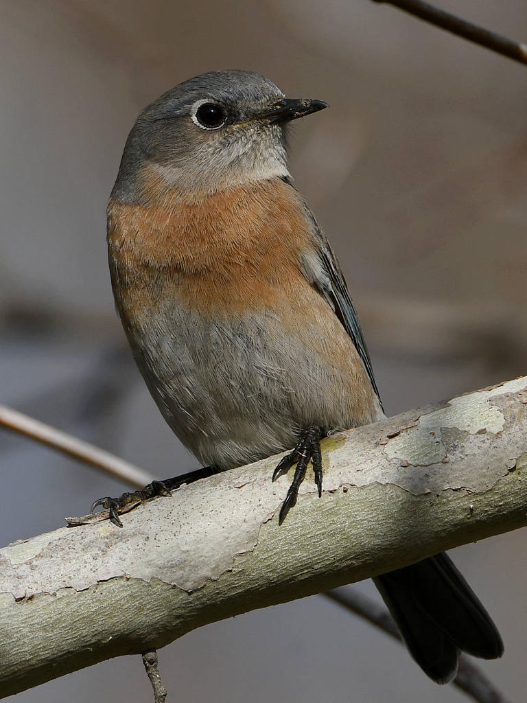 Bluebird23.jpg