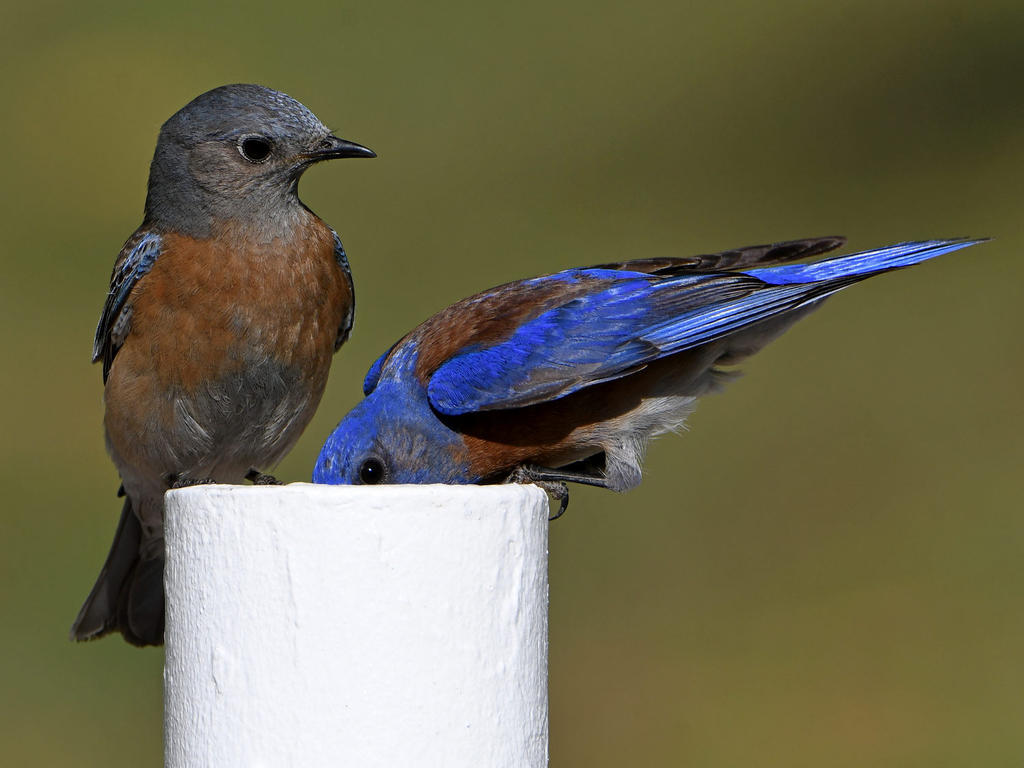 Bluebird24.jpg