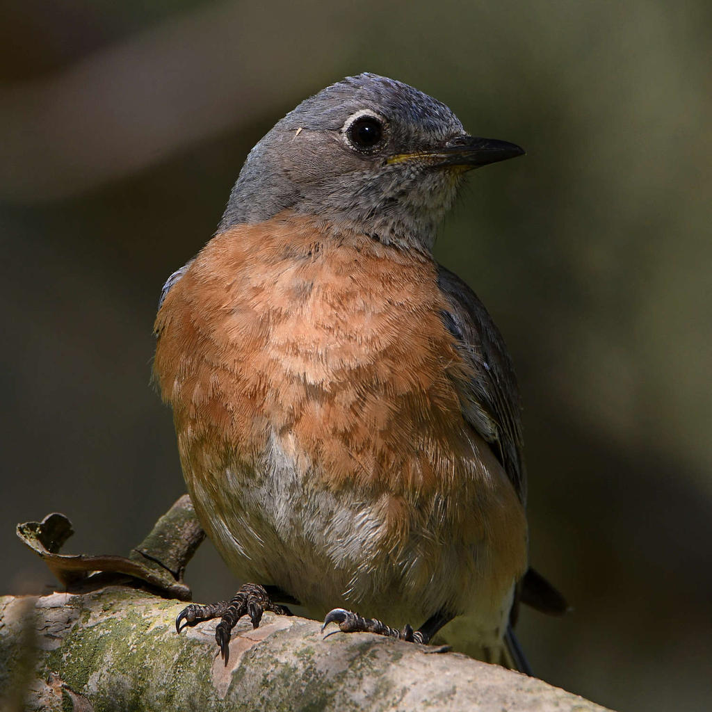 Bluebird24.jpg