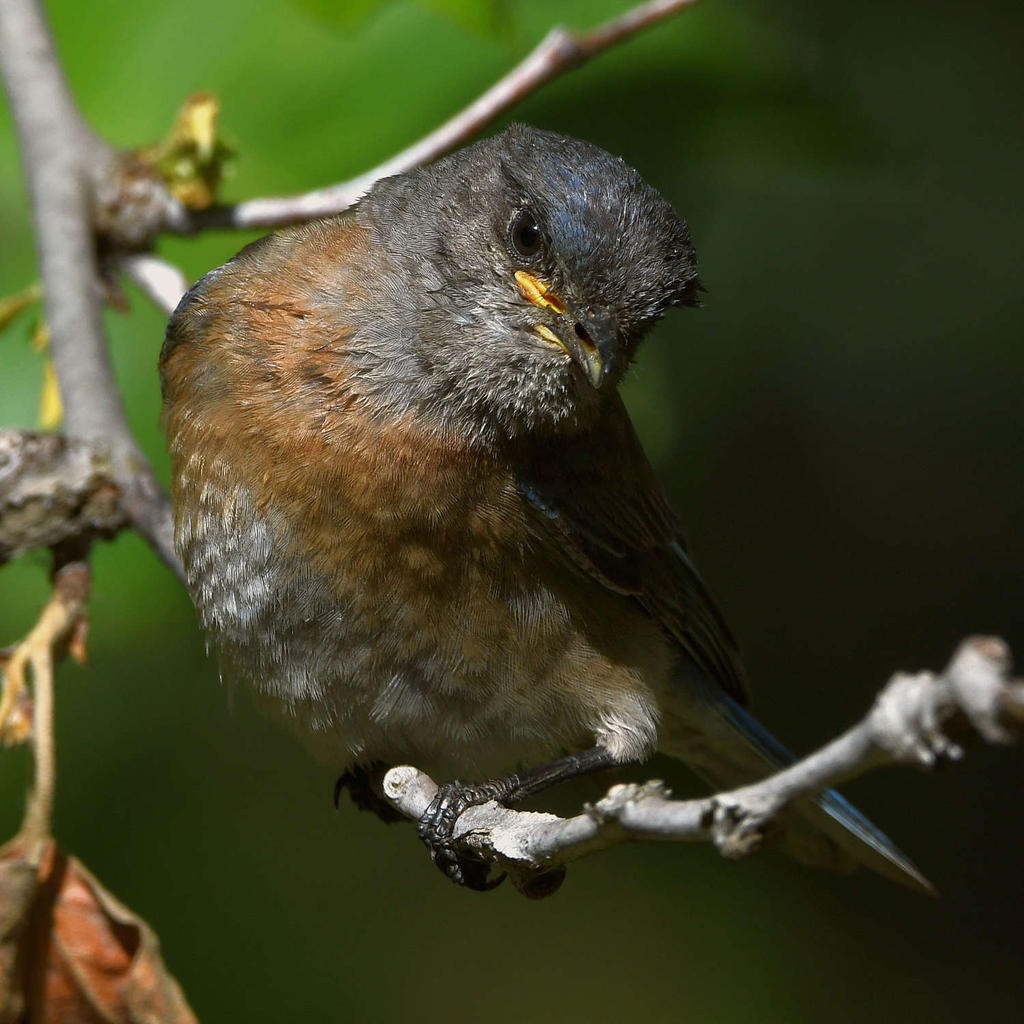 Bluebird24.jpg