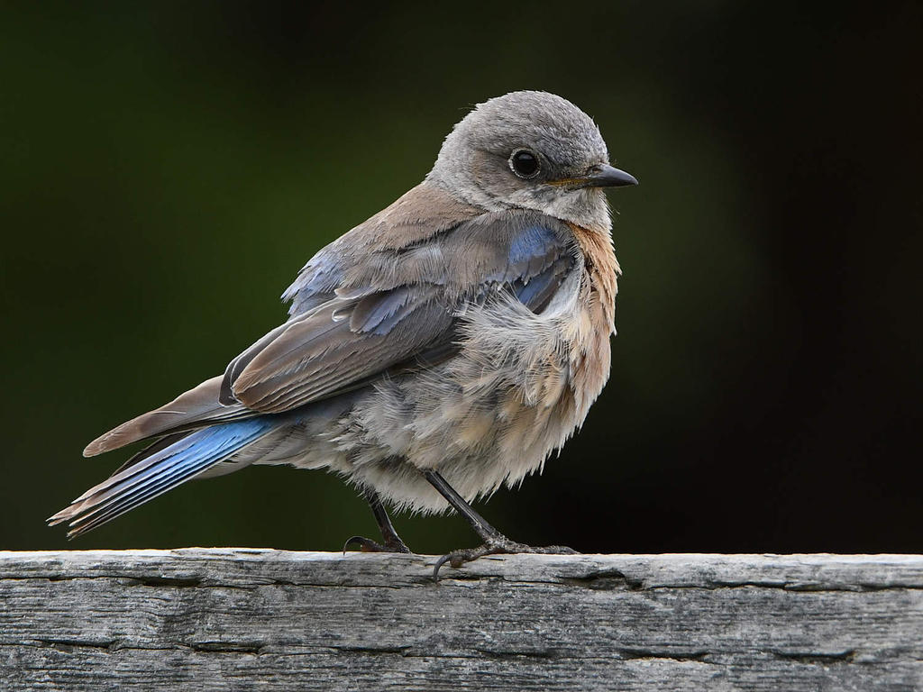 Bluebird24.jpg