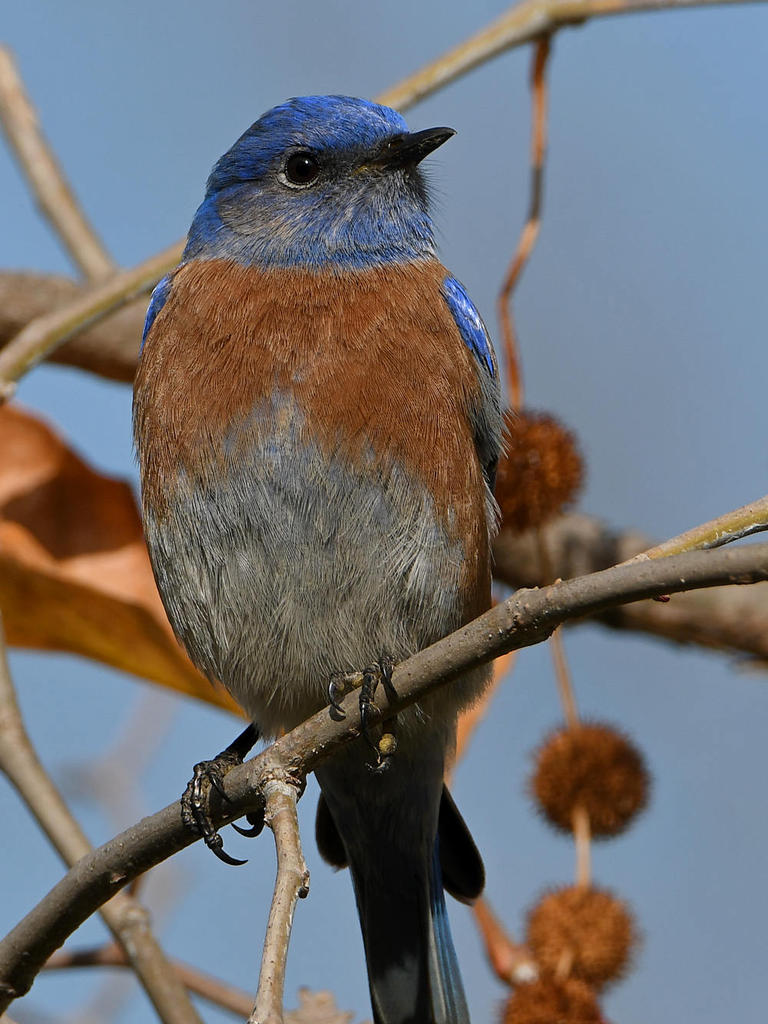 Bluebird24.jpg