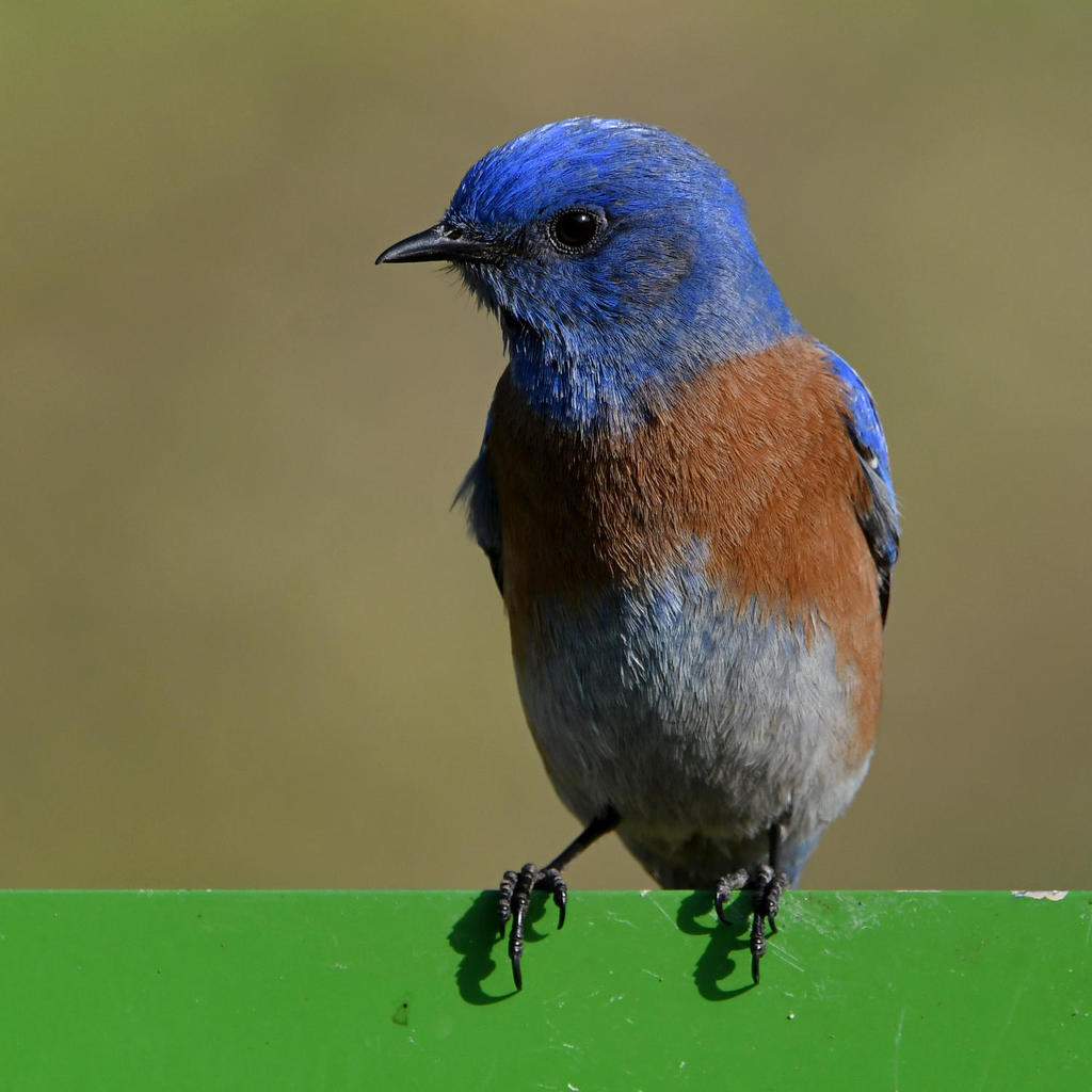 Bluebird24.jpg