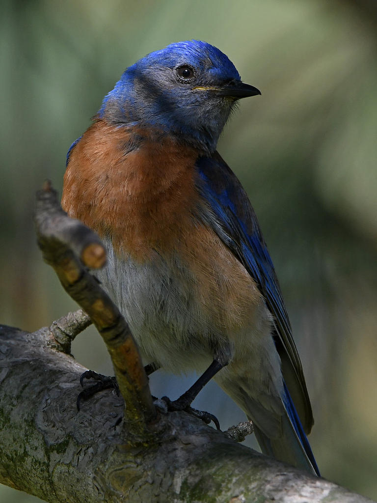 Bluebird25.jpg