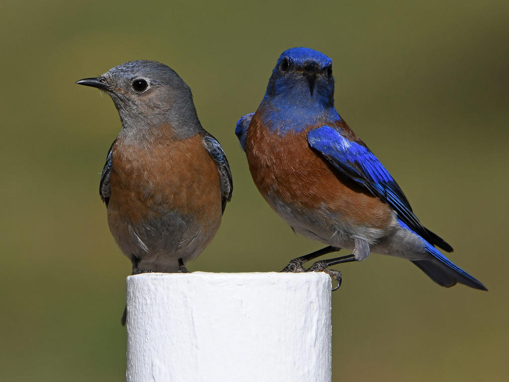 Bluebird26.jpg