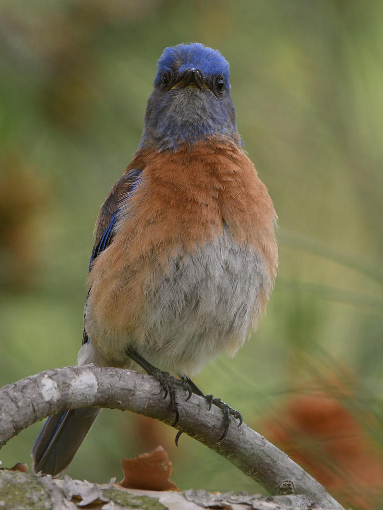 Bluebird26.jpg