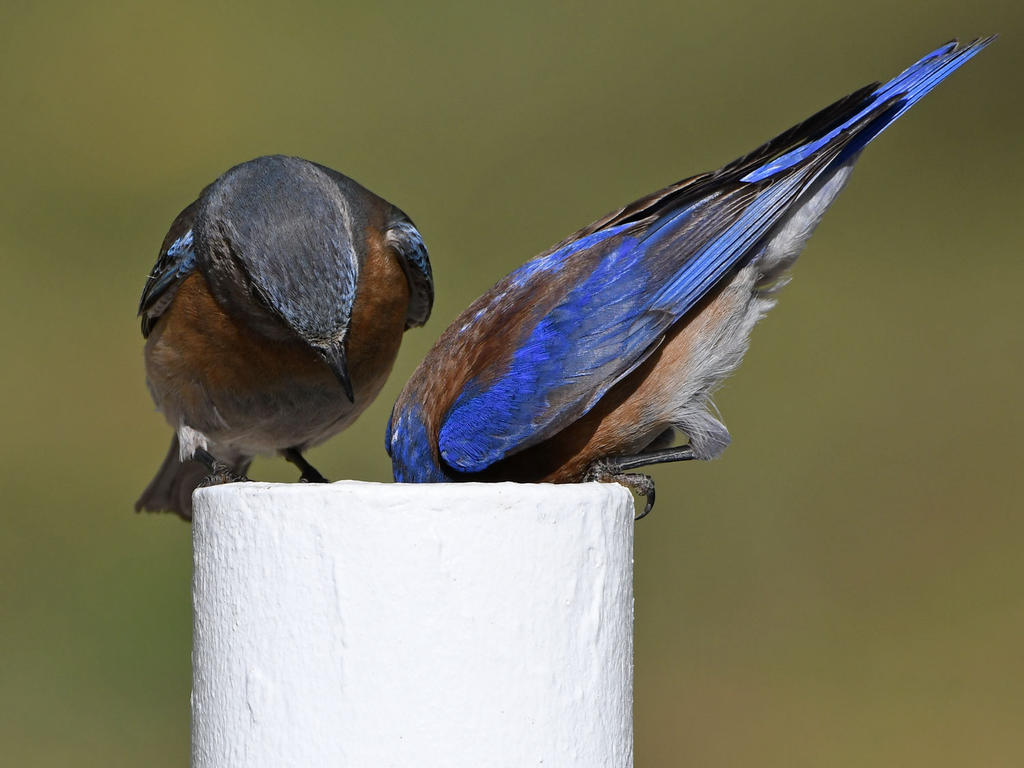 Bluebird27.jpg
