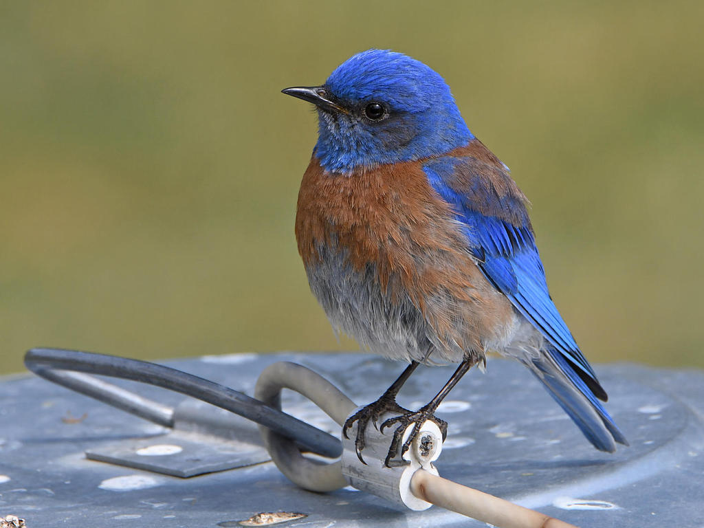 Bluebird27.jpg