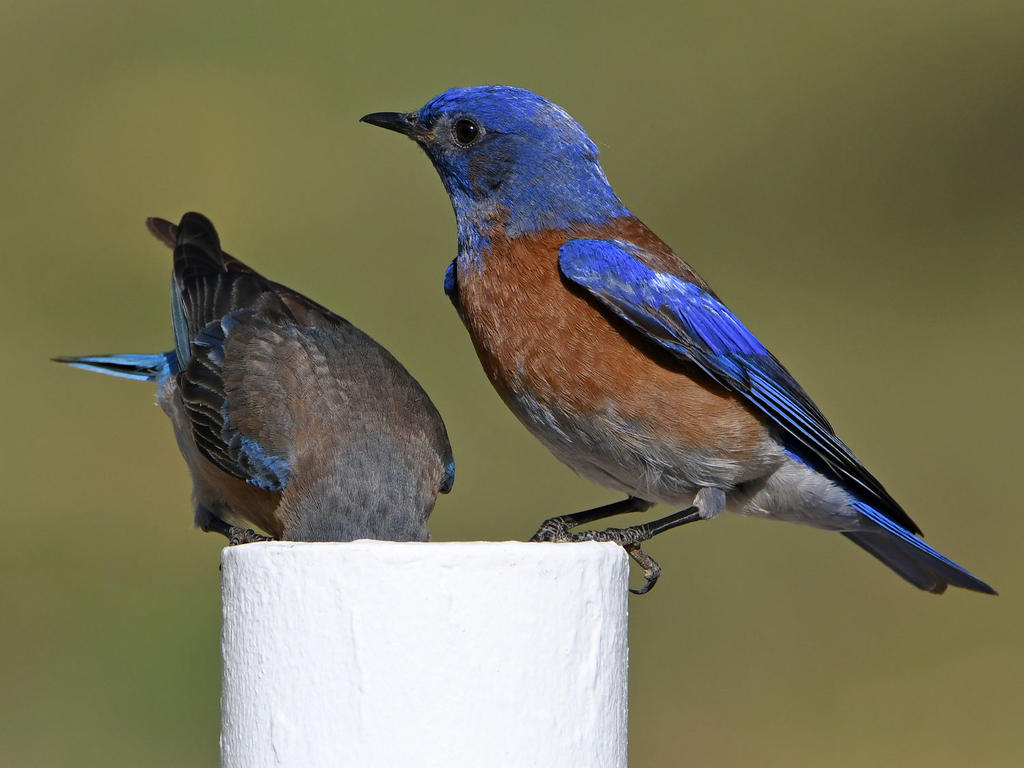 Bluebird28.jpg