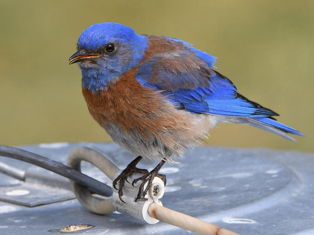 Bluebird29.jpg