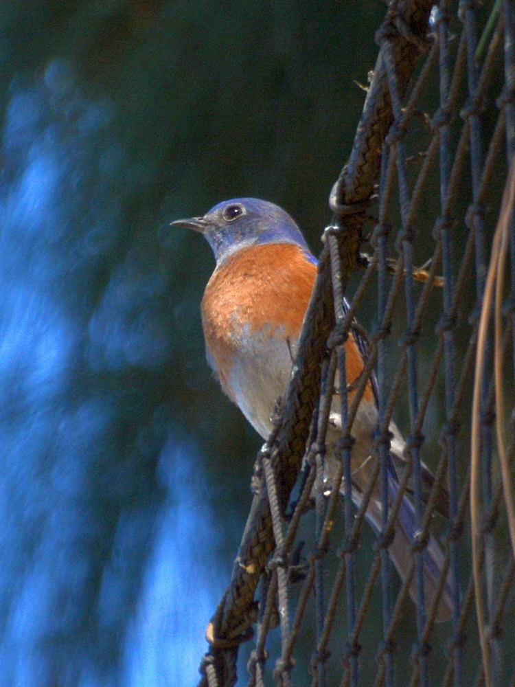 Bluebird3.jpg