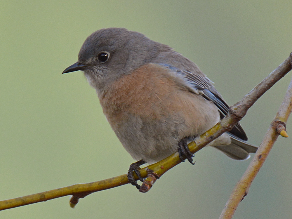 Bluebird3.jpg