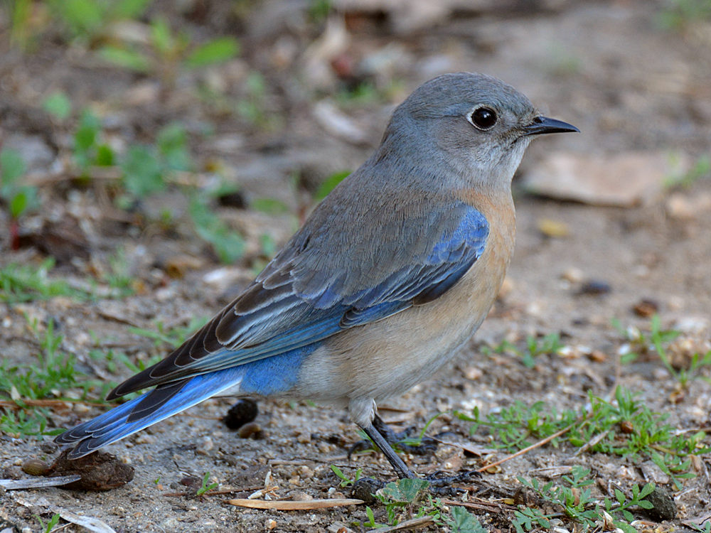 BlueBird3.jpg