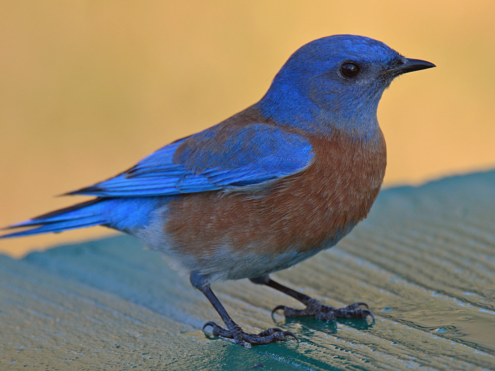 Bluebird3.jpg