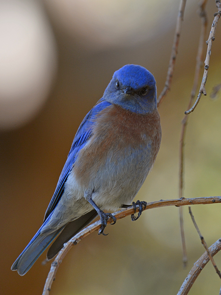 Bluebird3.jpg