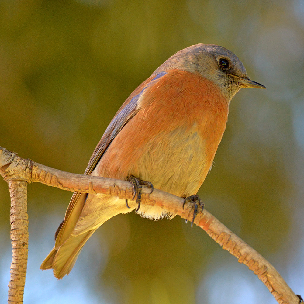 Bluebird3.jpg