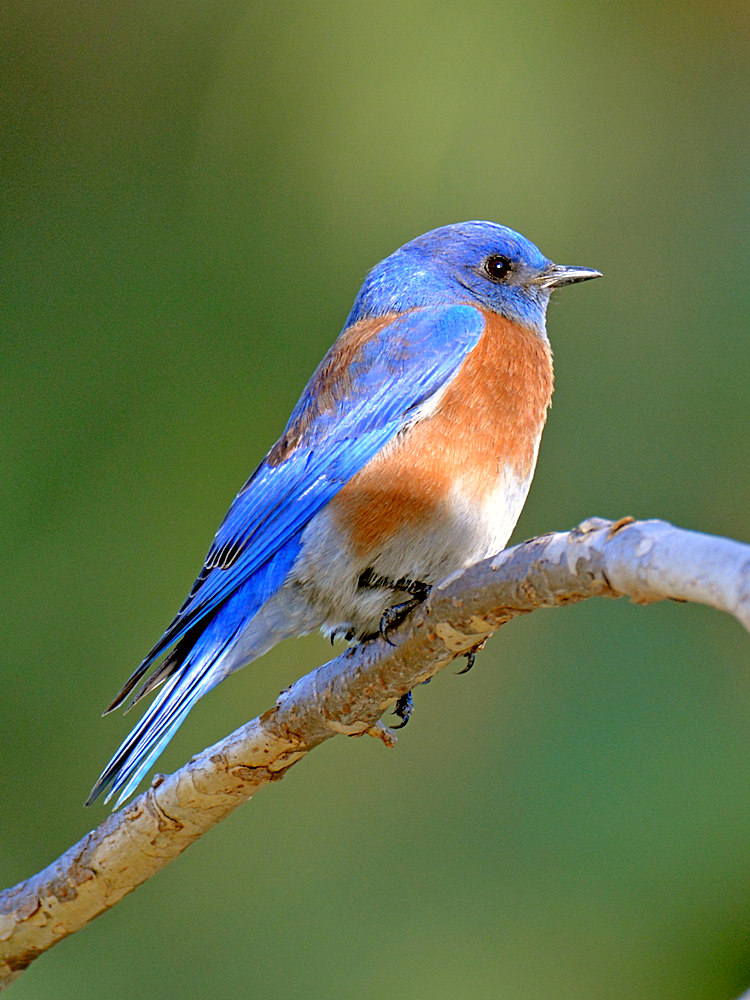 Bluebird3.jpg