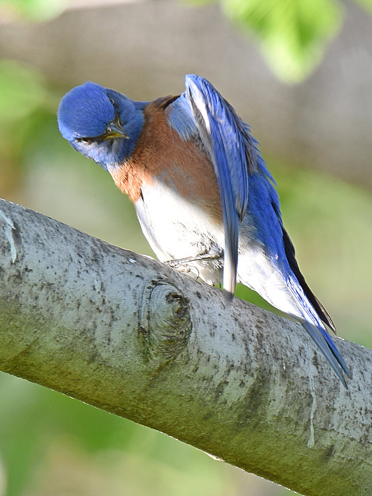 Bluebird3.jpg