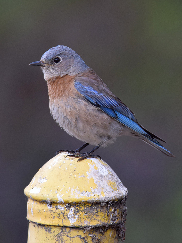 Bluebird3.jpg