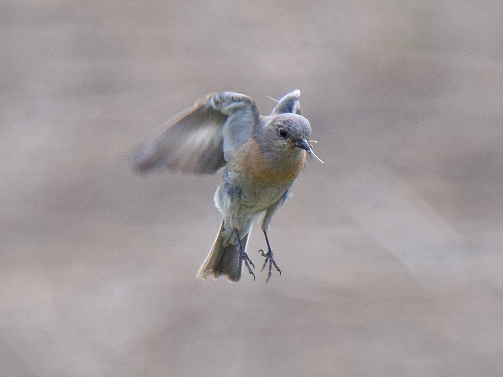 Bluebird3.jpg