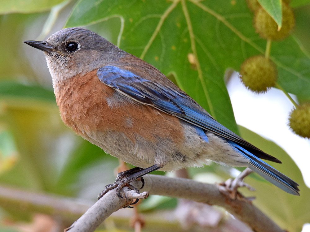 Bluebird3.jpg