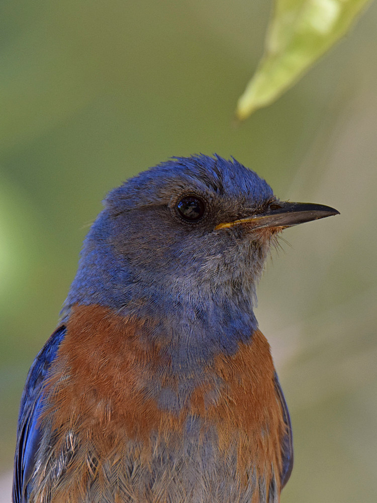 Bluebird3.jpg