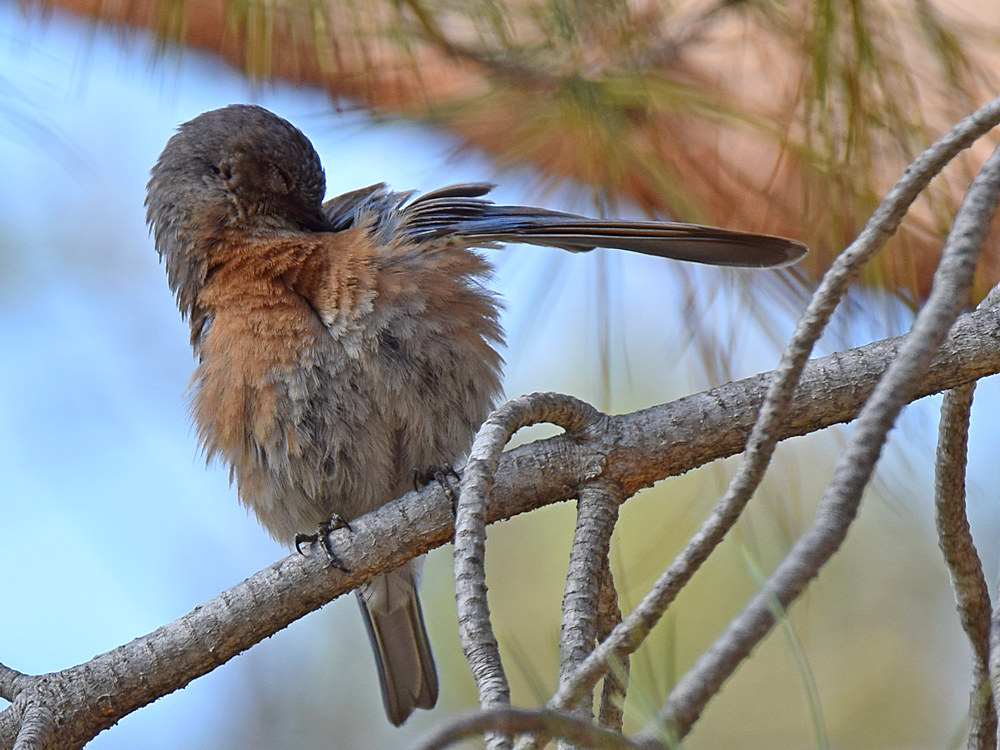Bluebird3.jpg