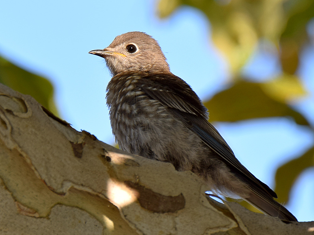 Bluebird3.jpg