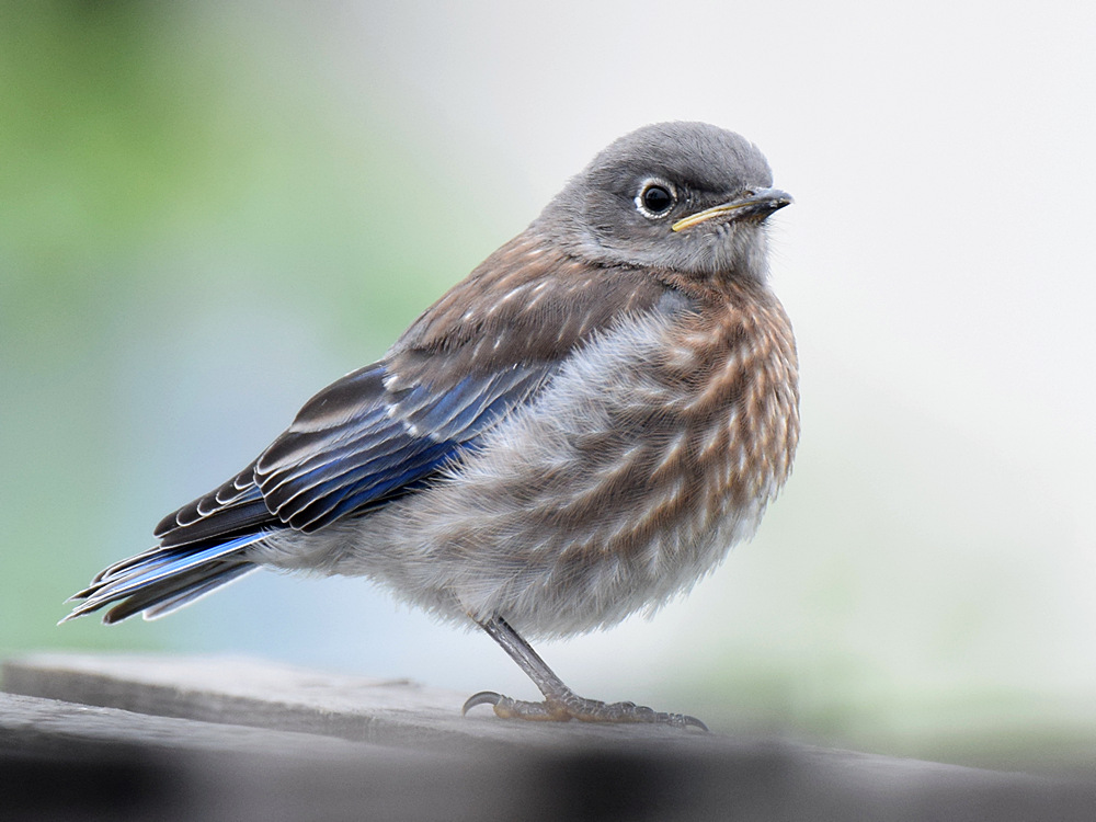 Bluebird3.jpg