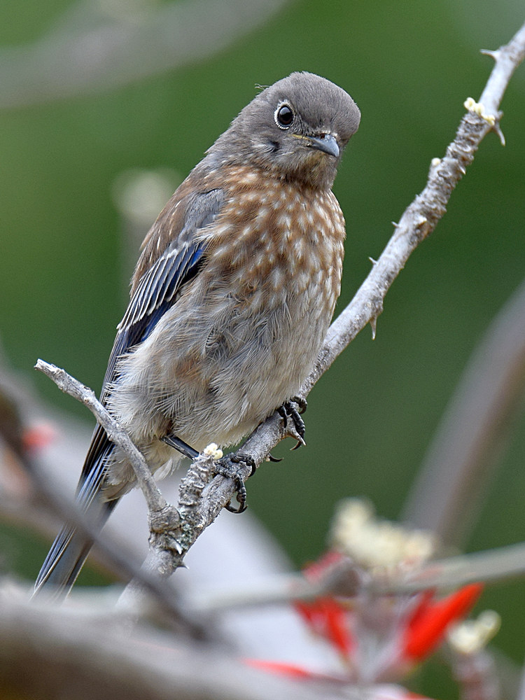 Bluebird3.jpg