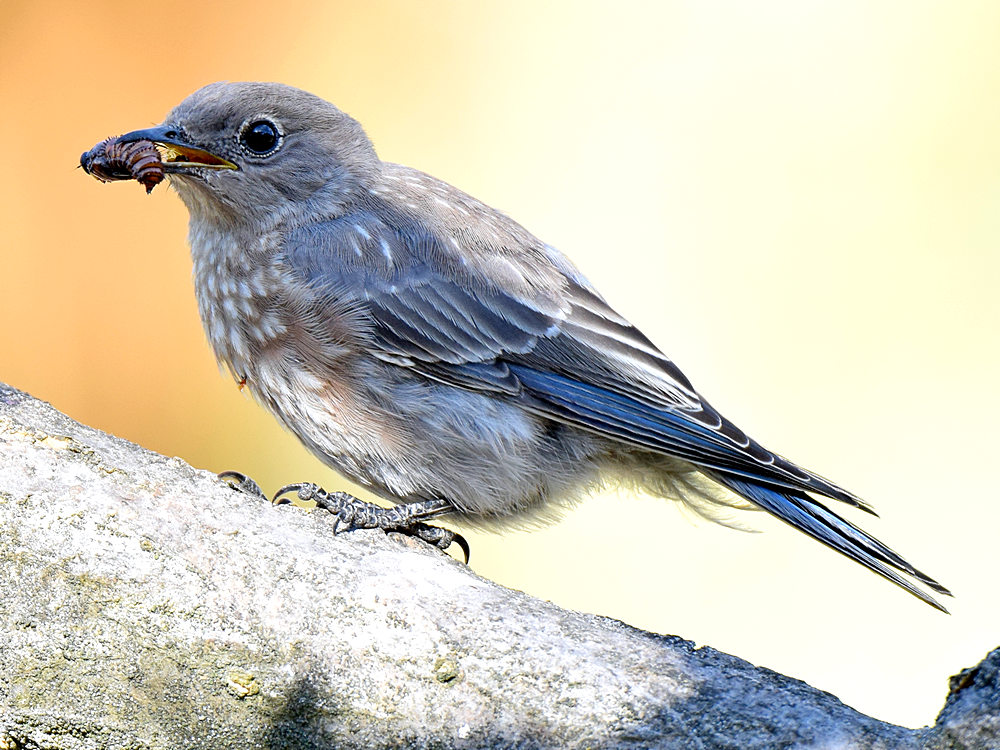 Bluebird3.jpg