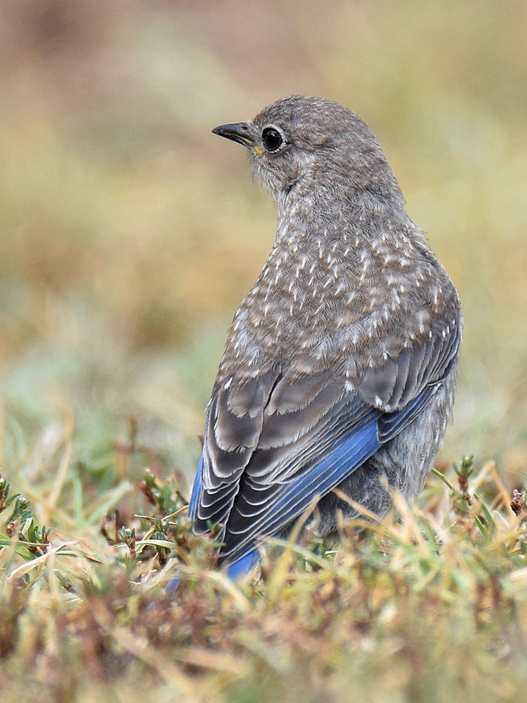 Bluebird3.jpg