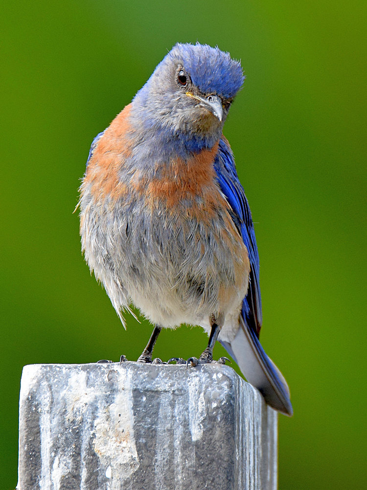 Bluebird3.jpg