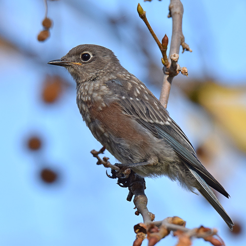 Bluebird3.jpg