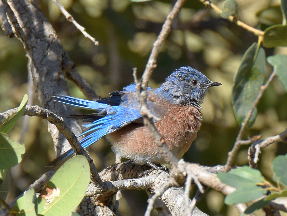 Bluebird3.jpg