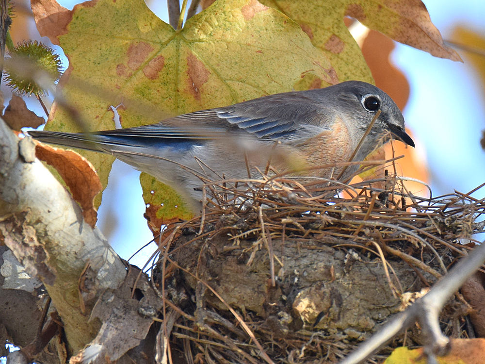 BlueBird3.jpg