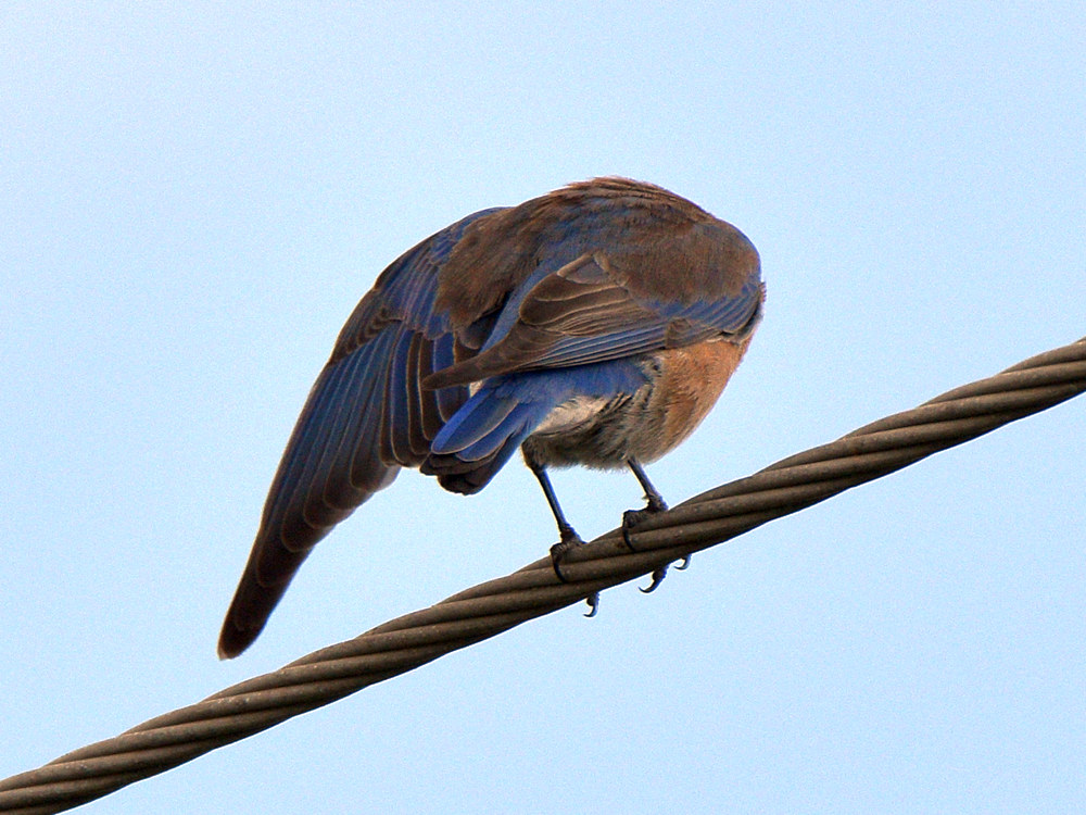Bluebird3.jpg
