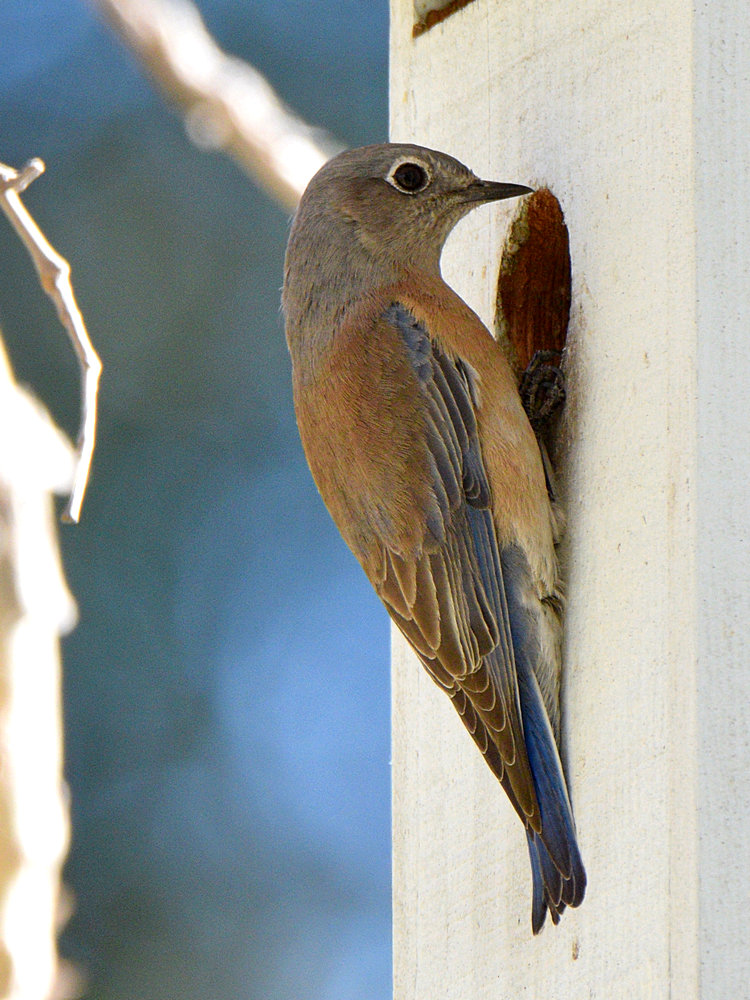 Bluebird3.jpg