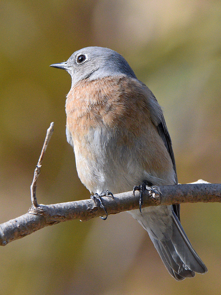 Bluebird3.jpg