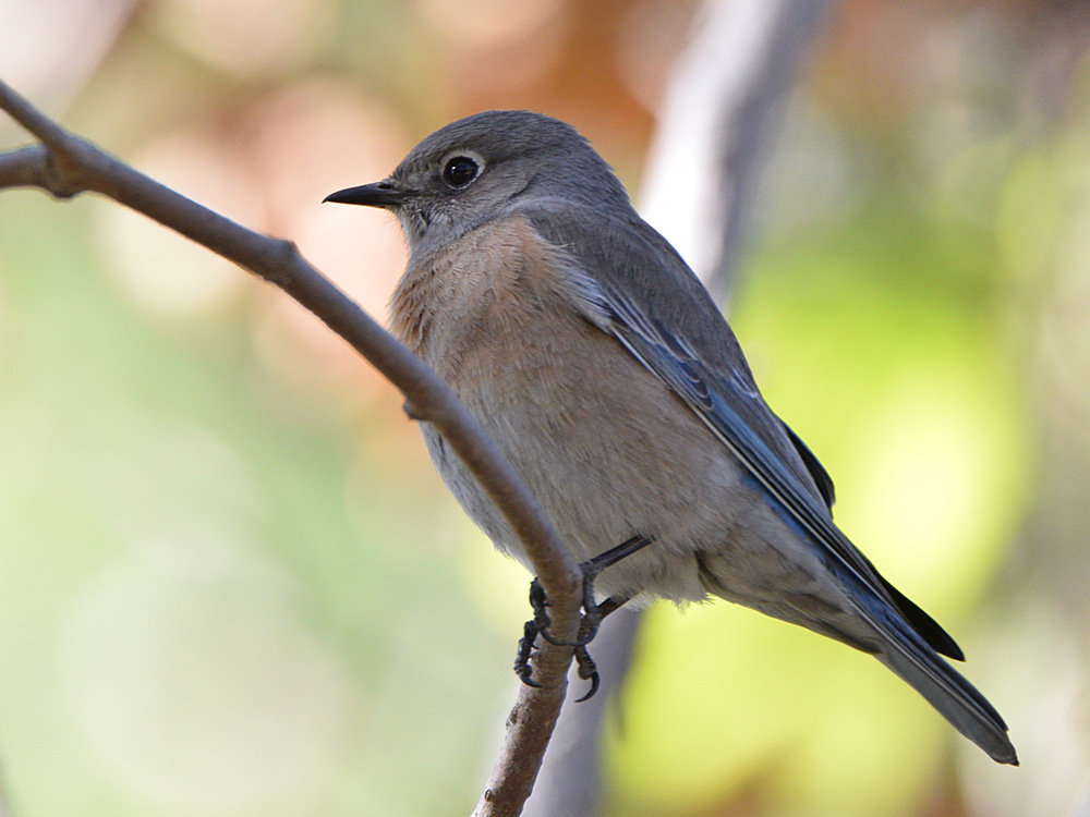 Bluebird3.jpg