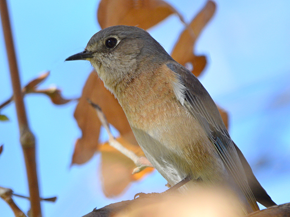 Bluebird3.jpg