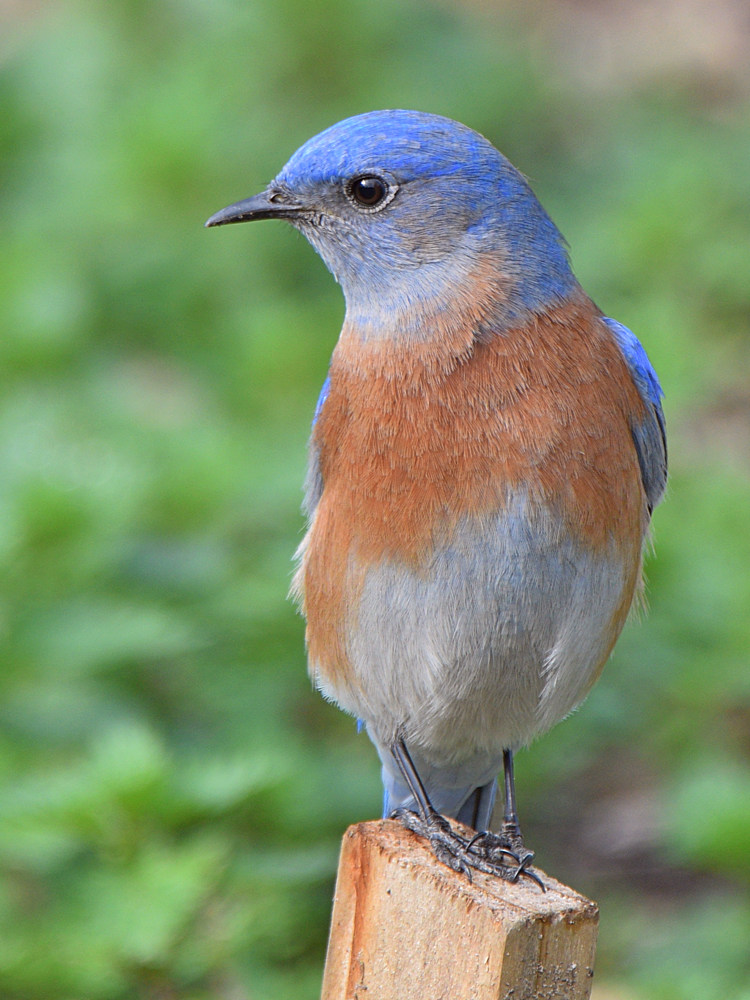 Bluebird3.jpg