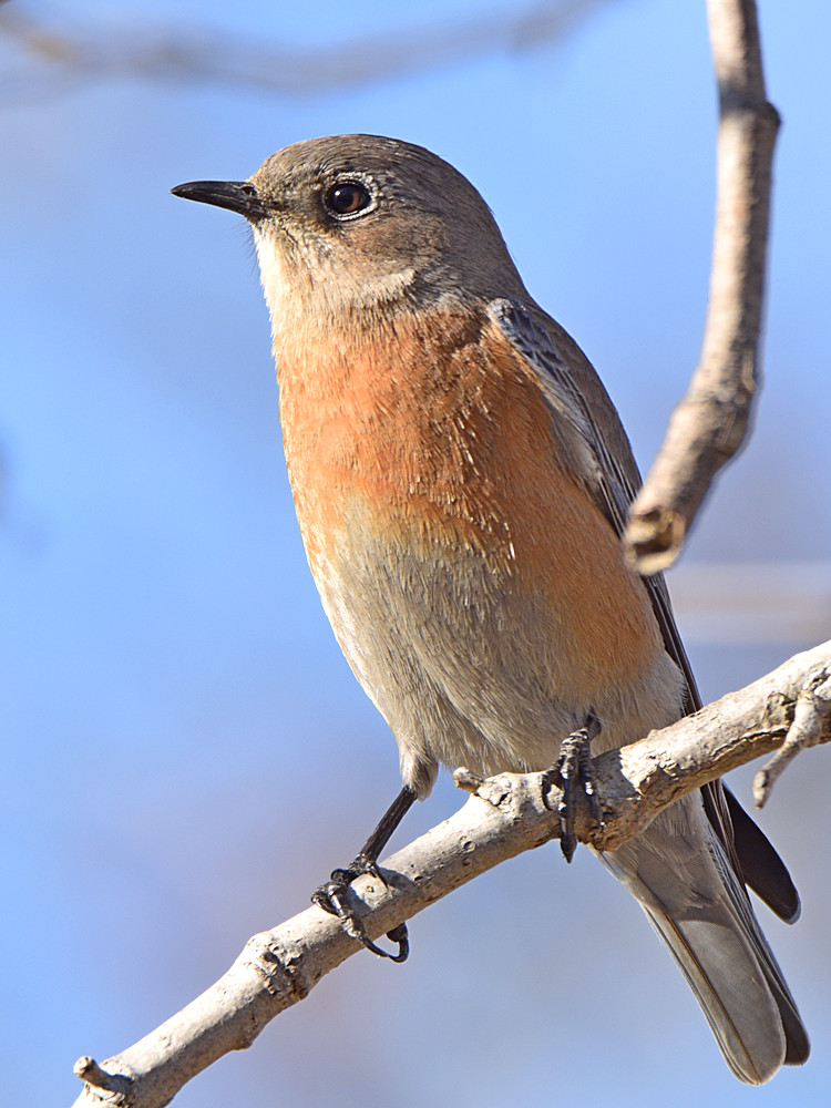 Bluebird3.jpg