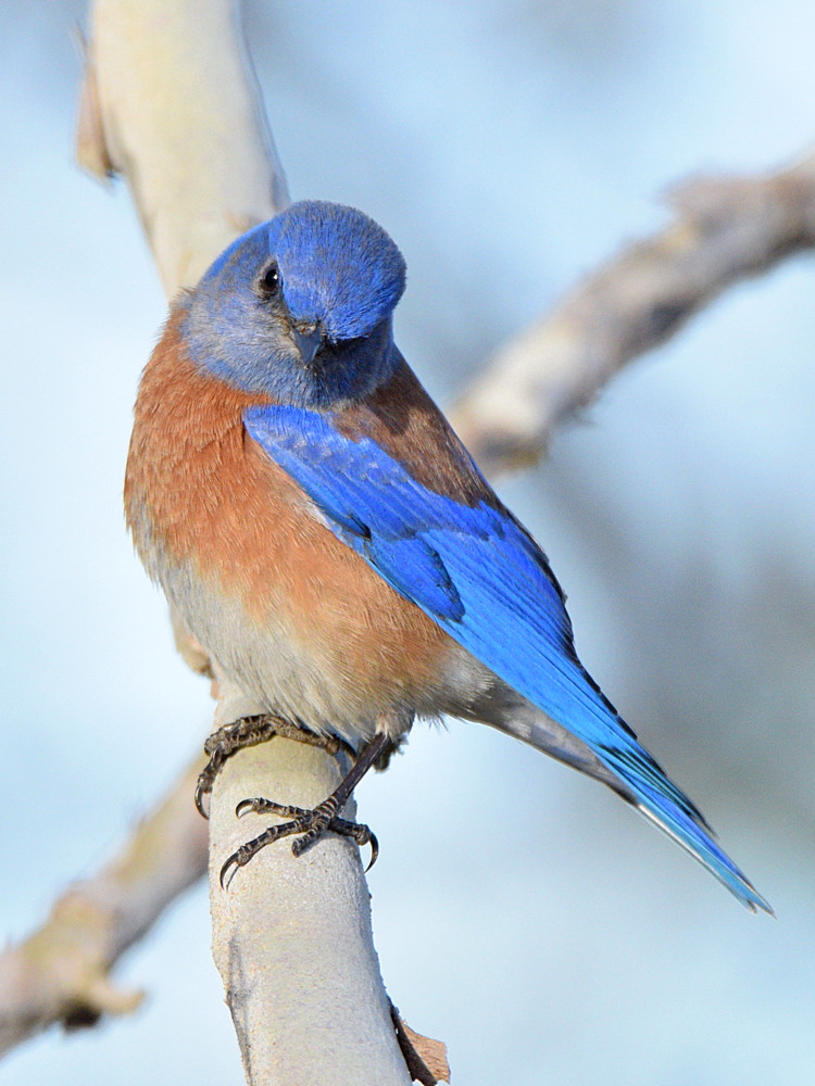 Bluebird3.jpg